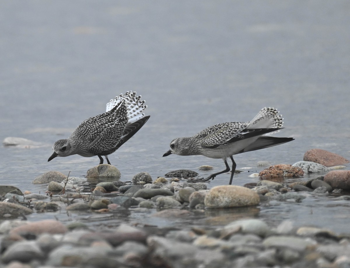 Black-bellied Plover - ML643185727