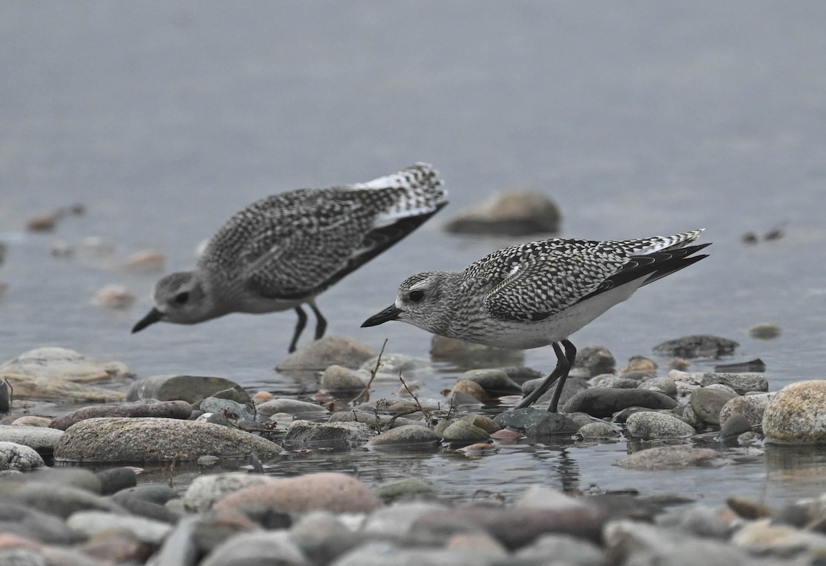 Black-bellied Plover - ML643185728