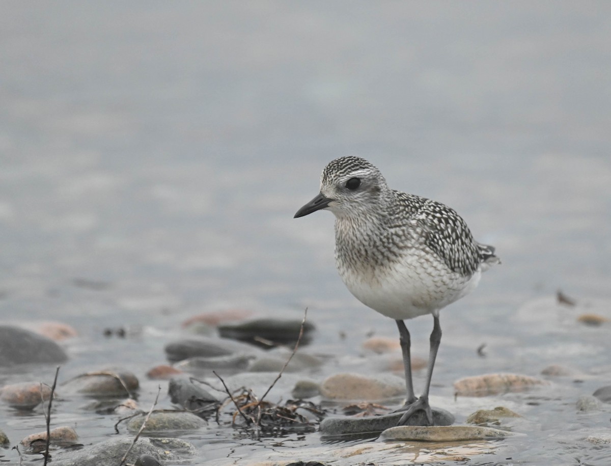 Black-bellied Plover - ML643185729