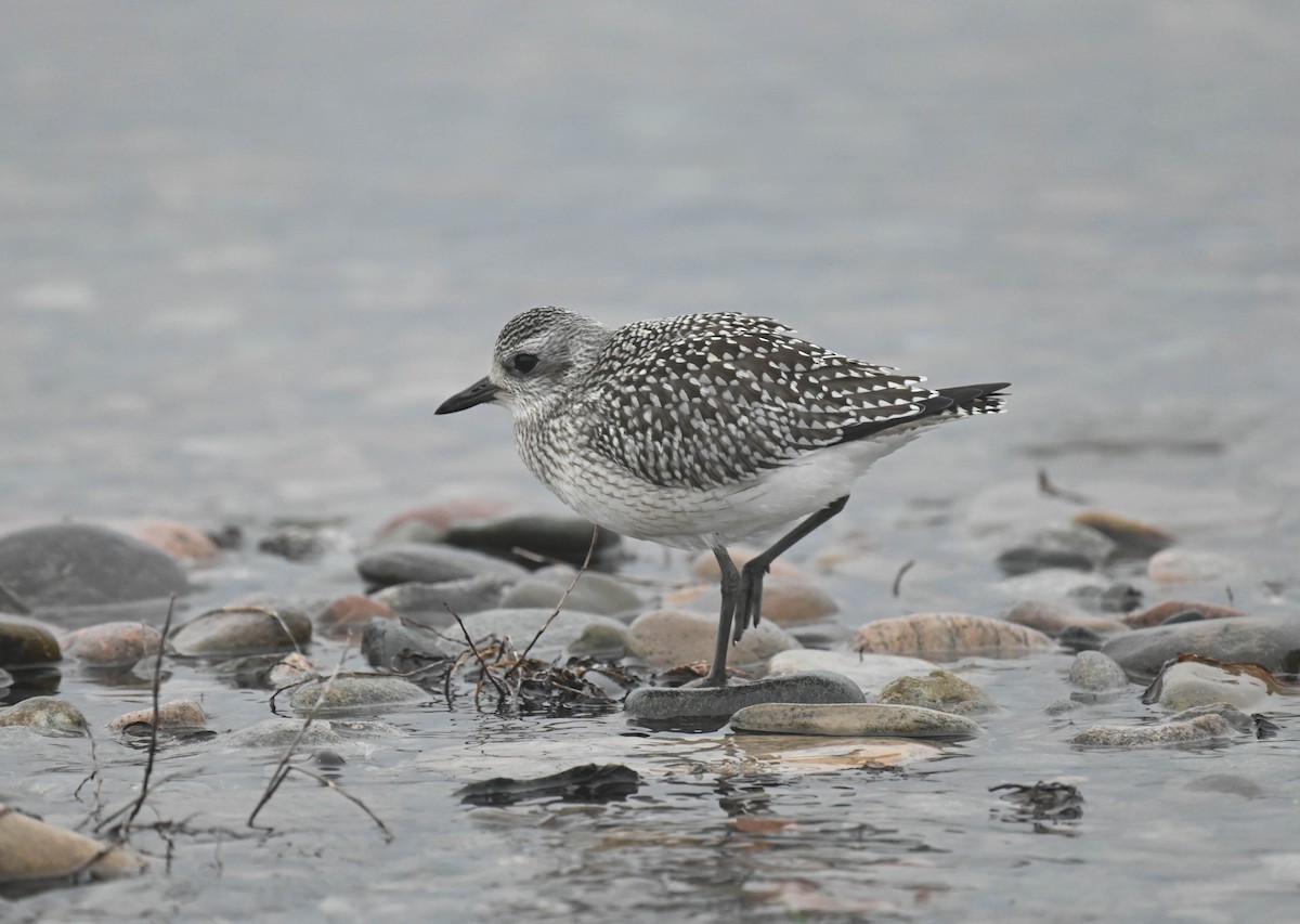 Black-bellied Plover - ML643185730