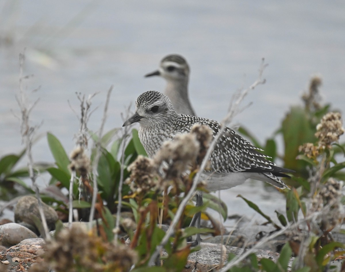 Black-bellied Plover - ML643185731