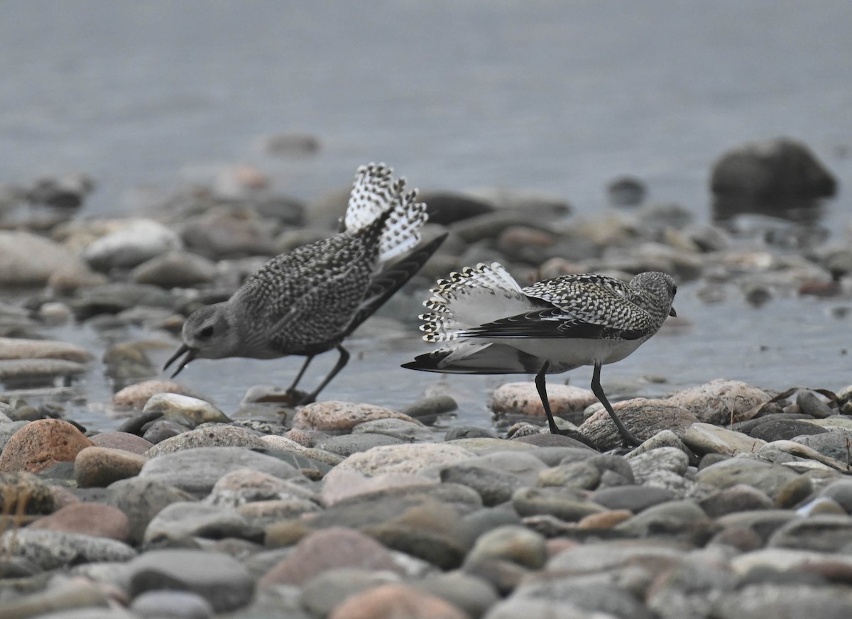Black-bellied Plover - ML643185732