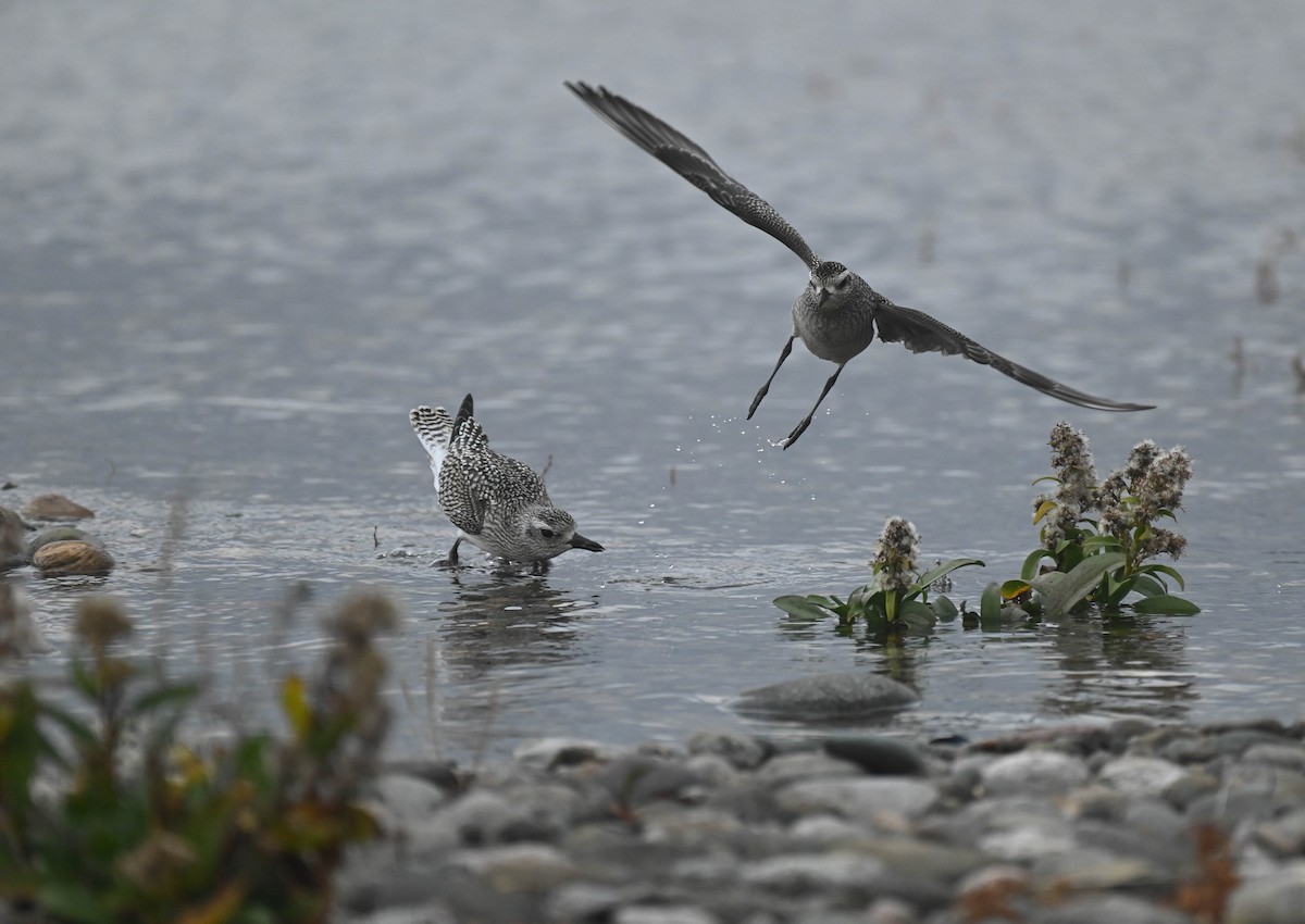 Black-bellied Plover - ML643185733