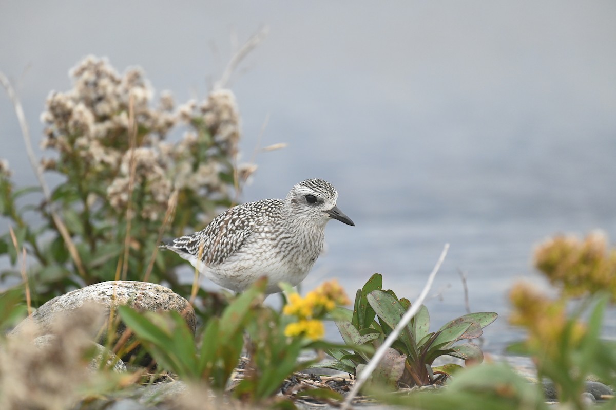 Black-bellied Plover - ML643185739