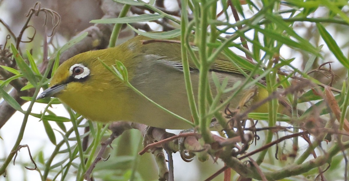 Swinhoe's White-eye - ML643185740