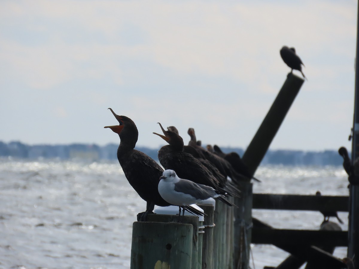 Double-crested Cormorant - ML643185746