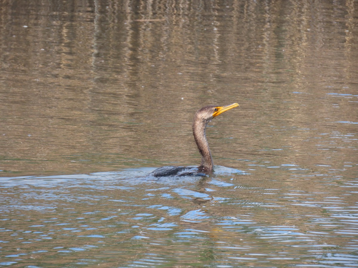 Double-crested Cormorant - ML643185748
