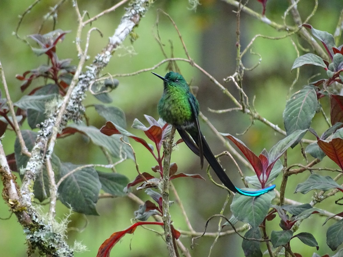 Long-tailed Sylph - ML643185779