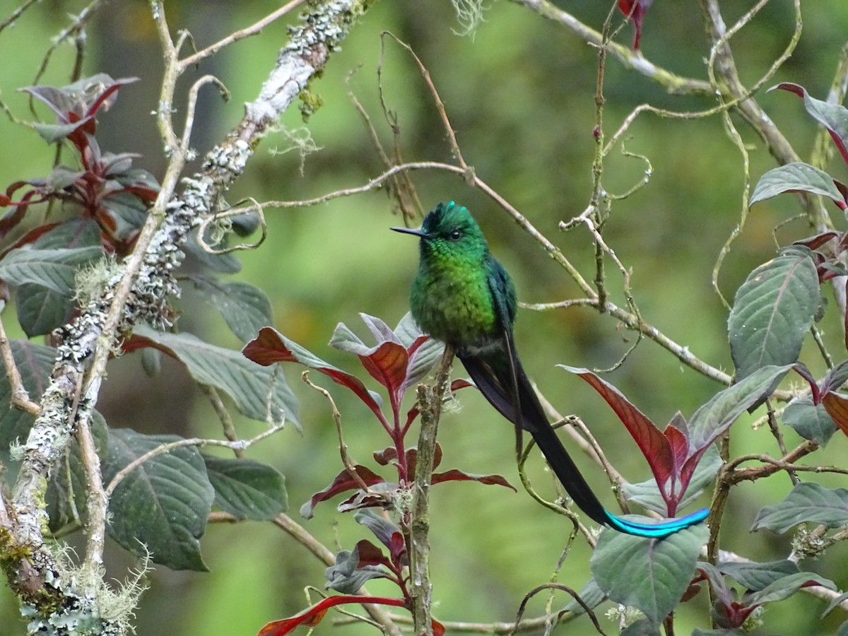 Long-tailed Sylph - ML643185780