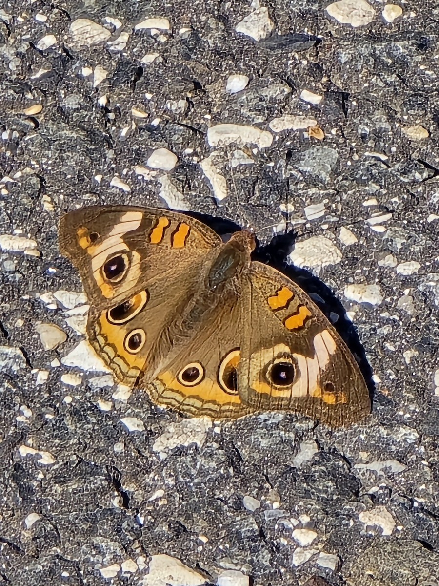 Common Buckeye - ML643185785