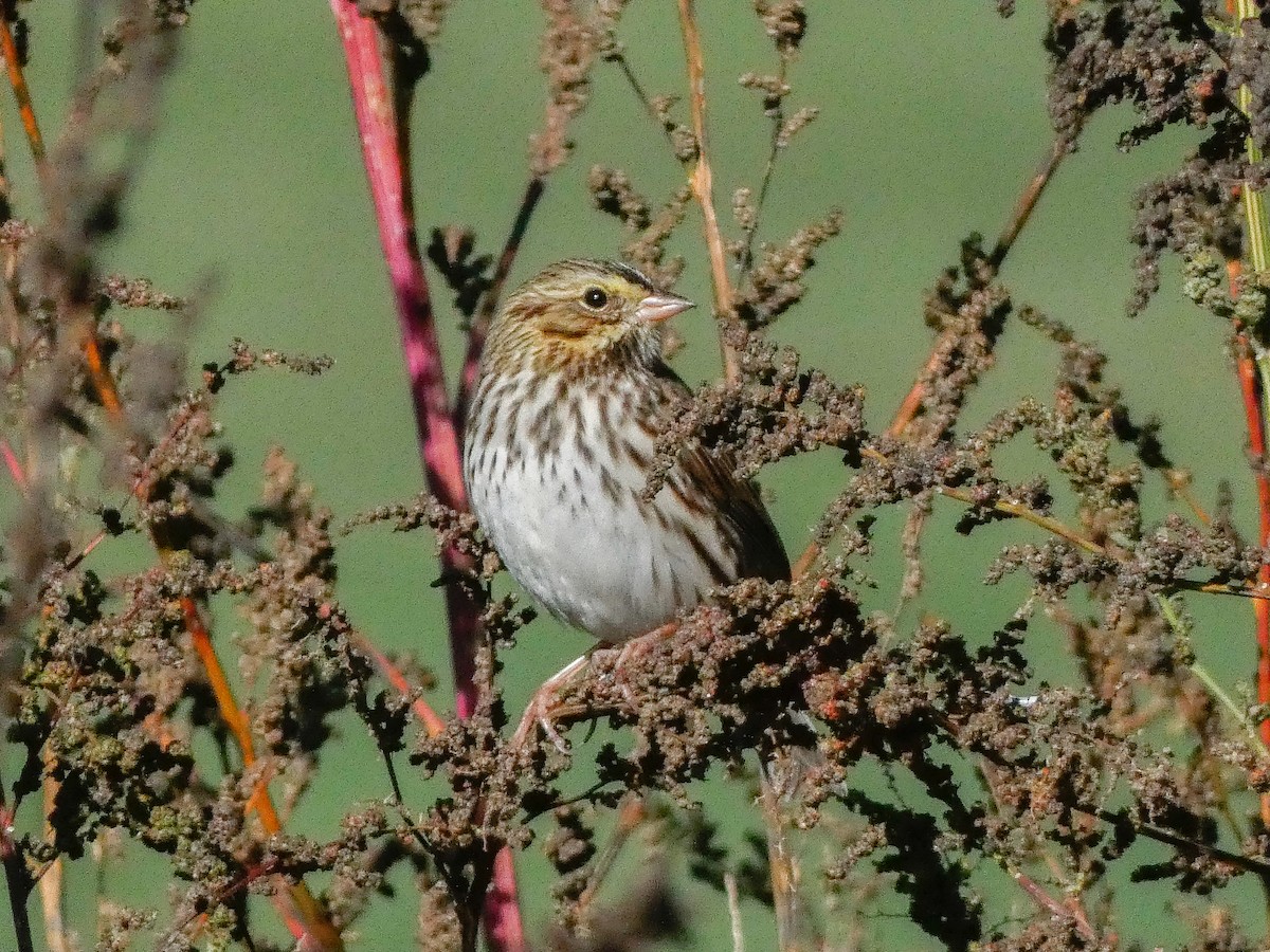 Savannah Sparrow - ML643185788