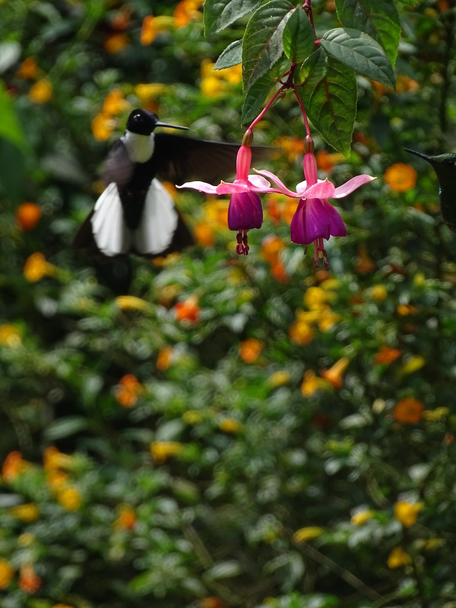 Collared Inca - ML643185828