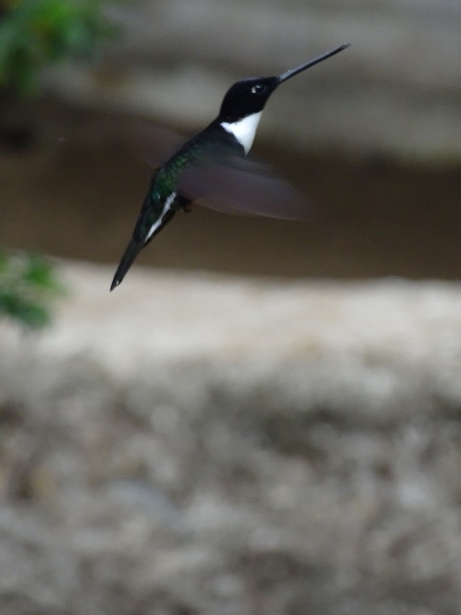 Collared Inca - ML643185829