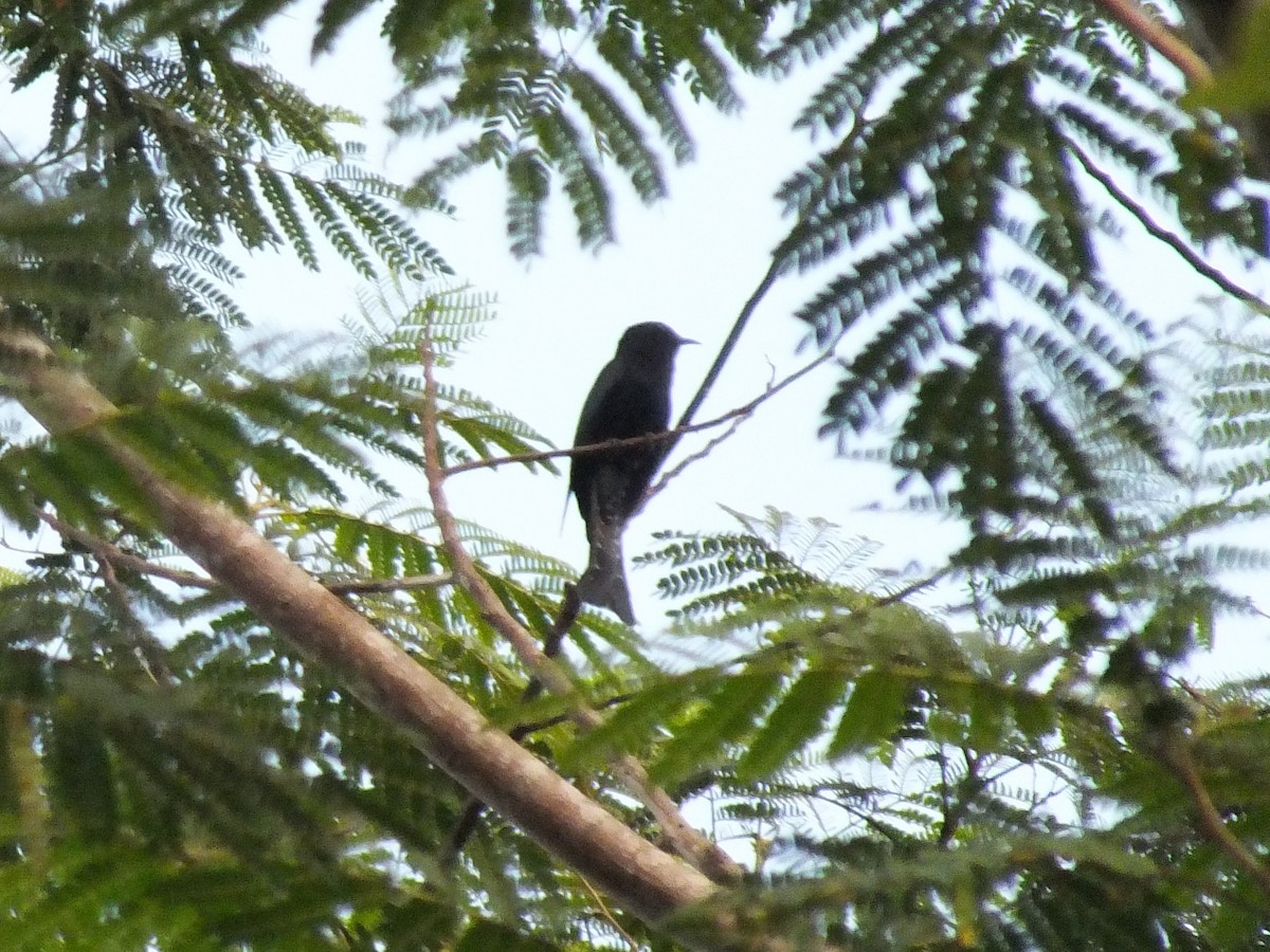 Square-tailed Drongo-Cuckoo - ML643185839
