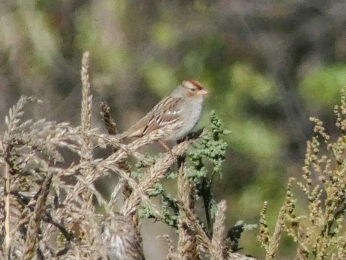 White-crowned Sparrow - ML643185851