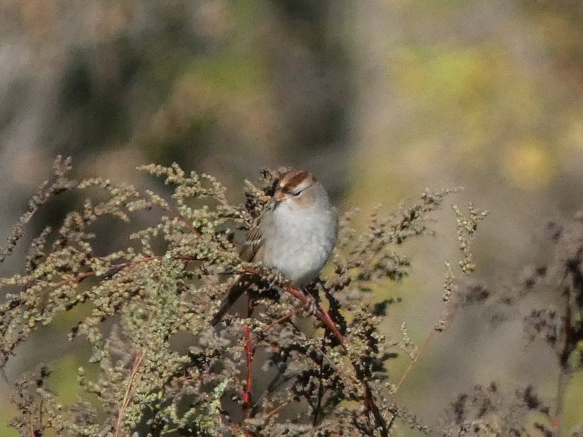 White-crowned Sparrow - ML643185852