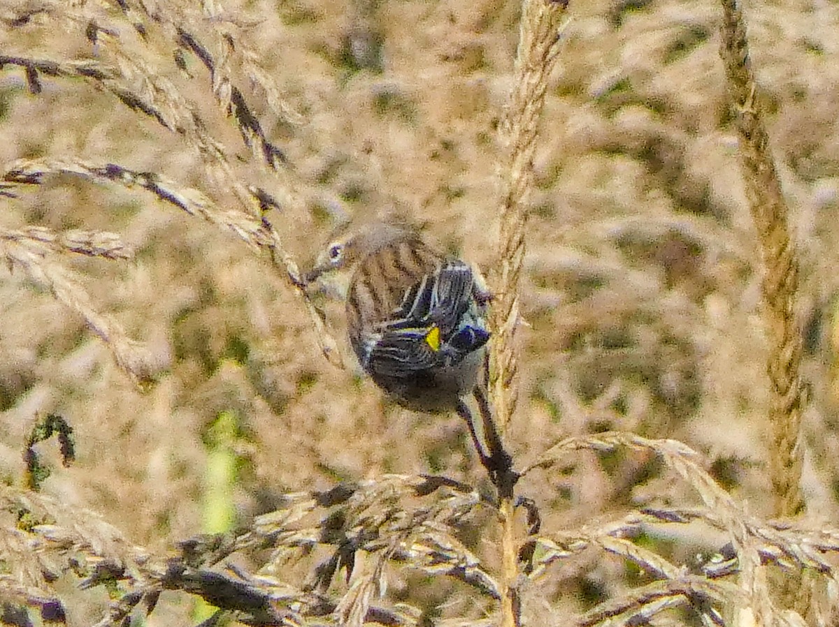 Yellow-rumped Warbler - ML643185856