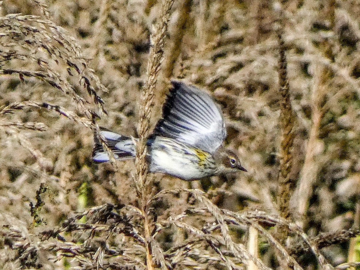 Yellow-rumped Warbler - ML643185857