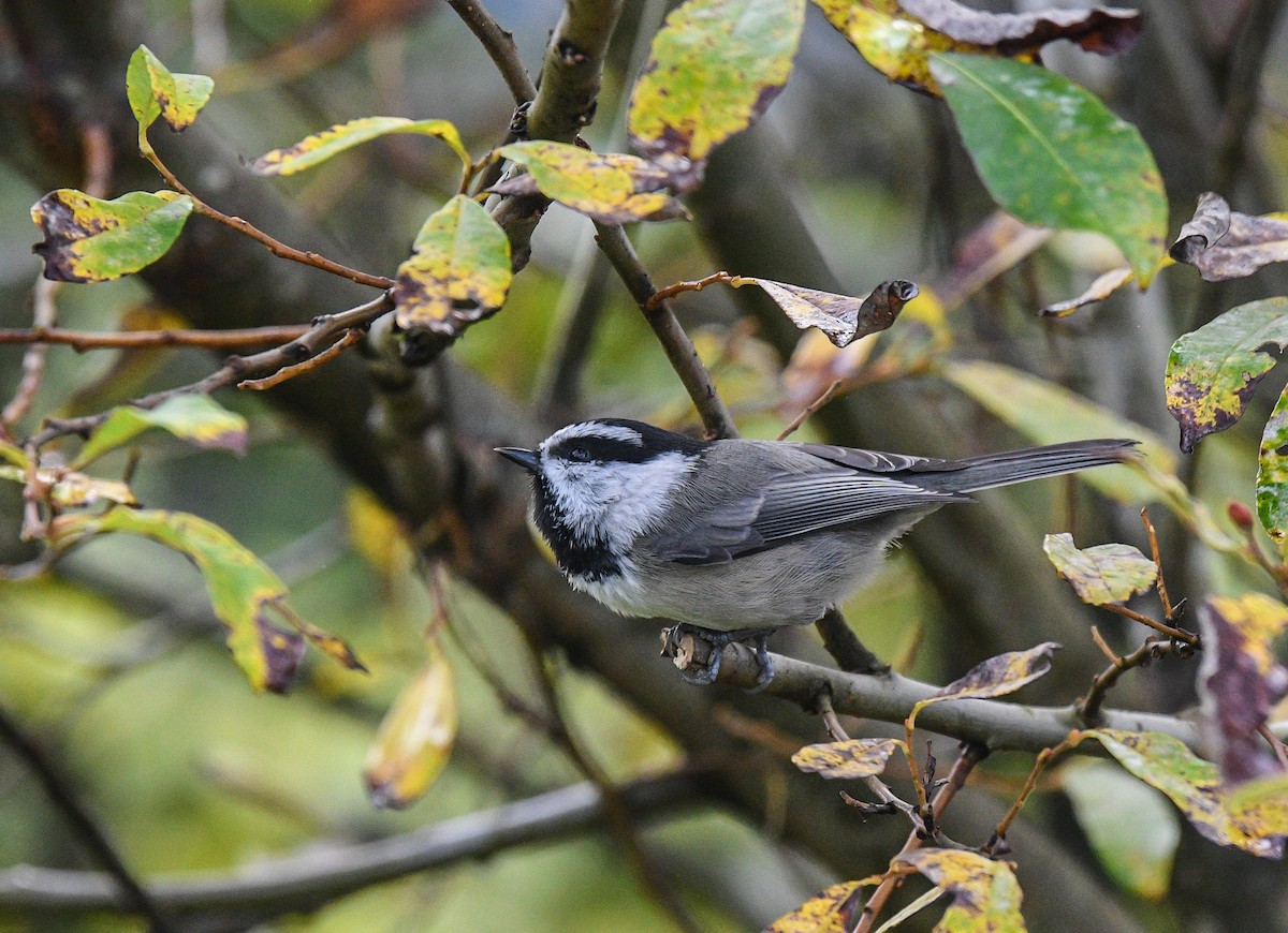 マミジロコガラ - ML643185884