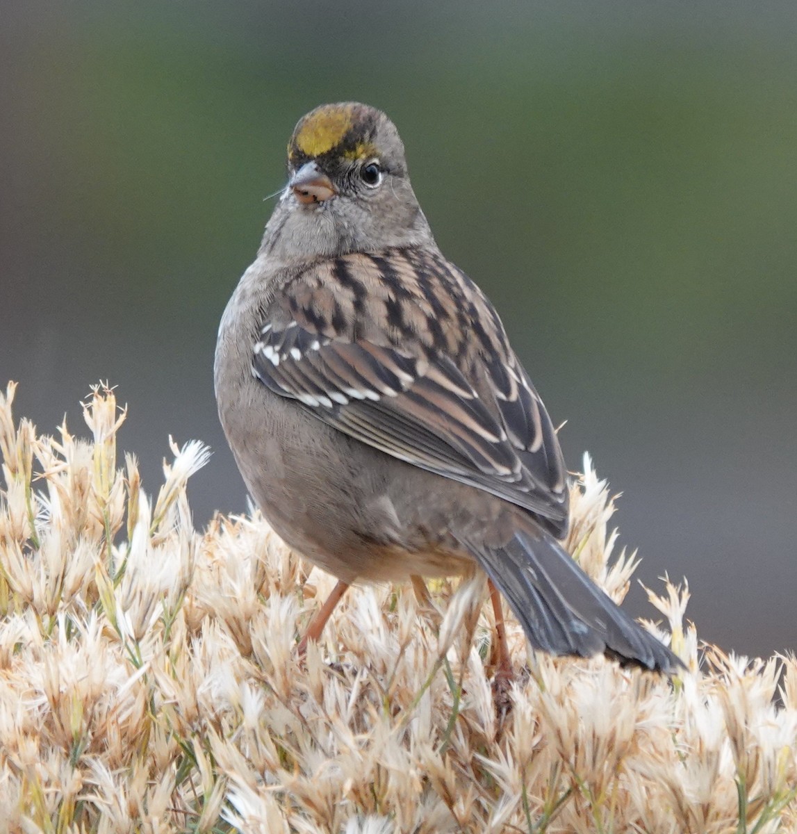 Golden-crowned Sparrow - ML643185886