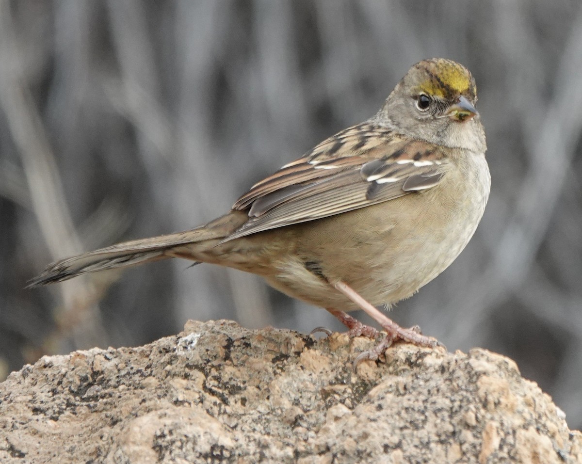 Golden-crowned Sparrow - ML643185887