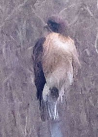Red-tailed Hawk - George Nothhelfer