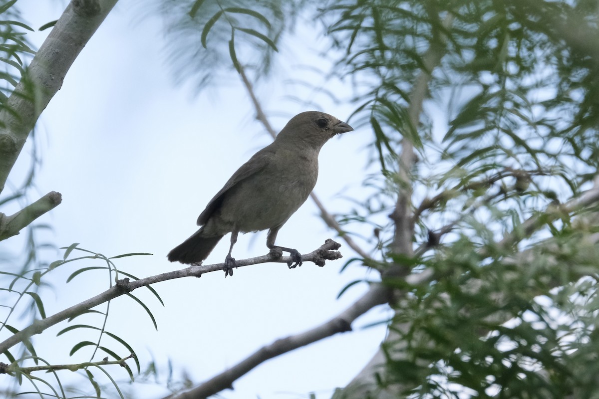 Varied Bunting - ML643185898