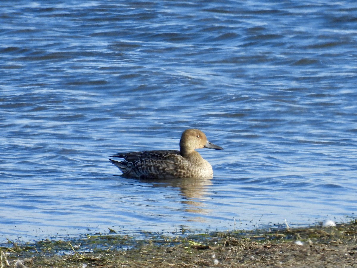 Northern Pintail - ML643185931