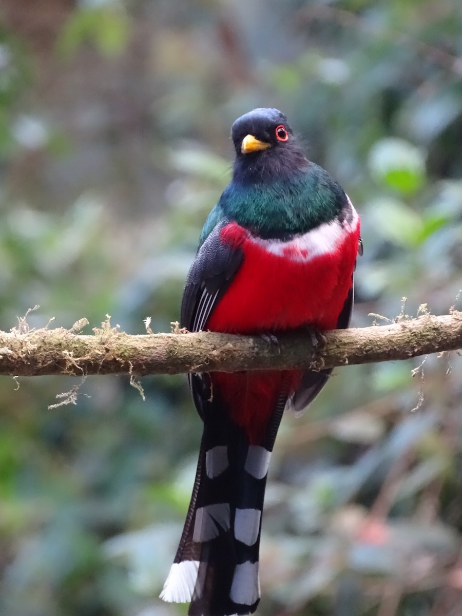 Masked Trogon - ML643185936