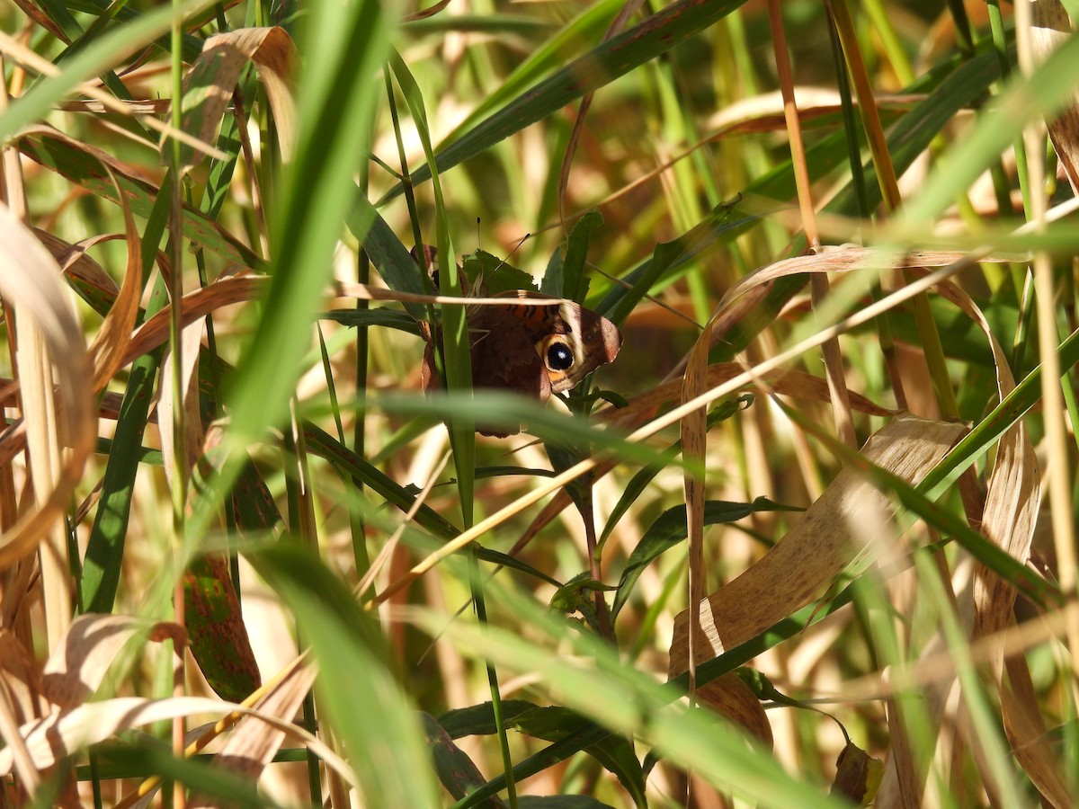 Common Buckeye - ML643185937