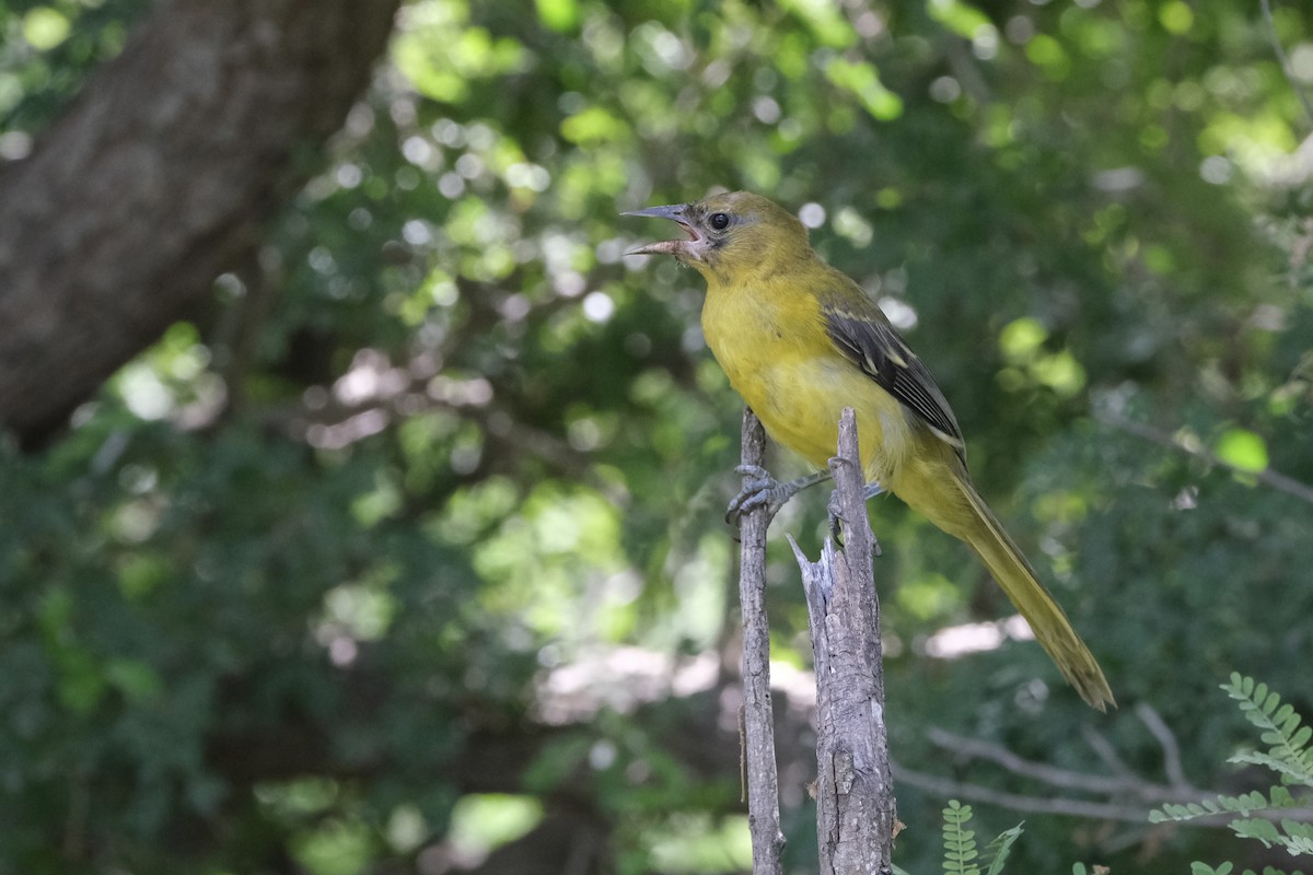 Audubon's Oriole - ML643185939
