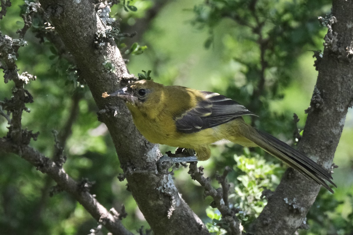 Audubon's Oriole - ML643185940