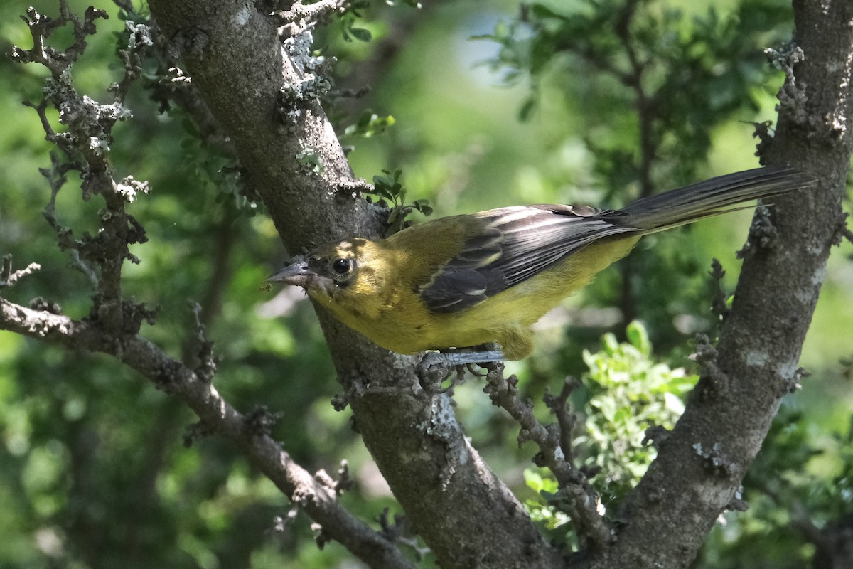 Audubon's Oriole - ML643185941