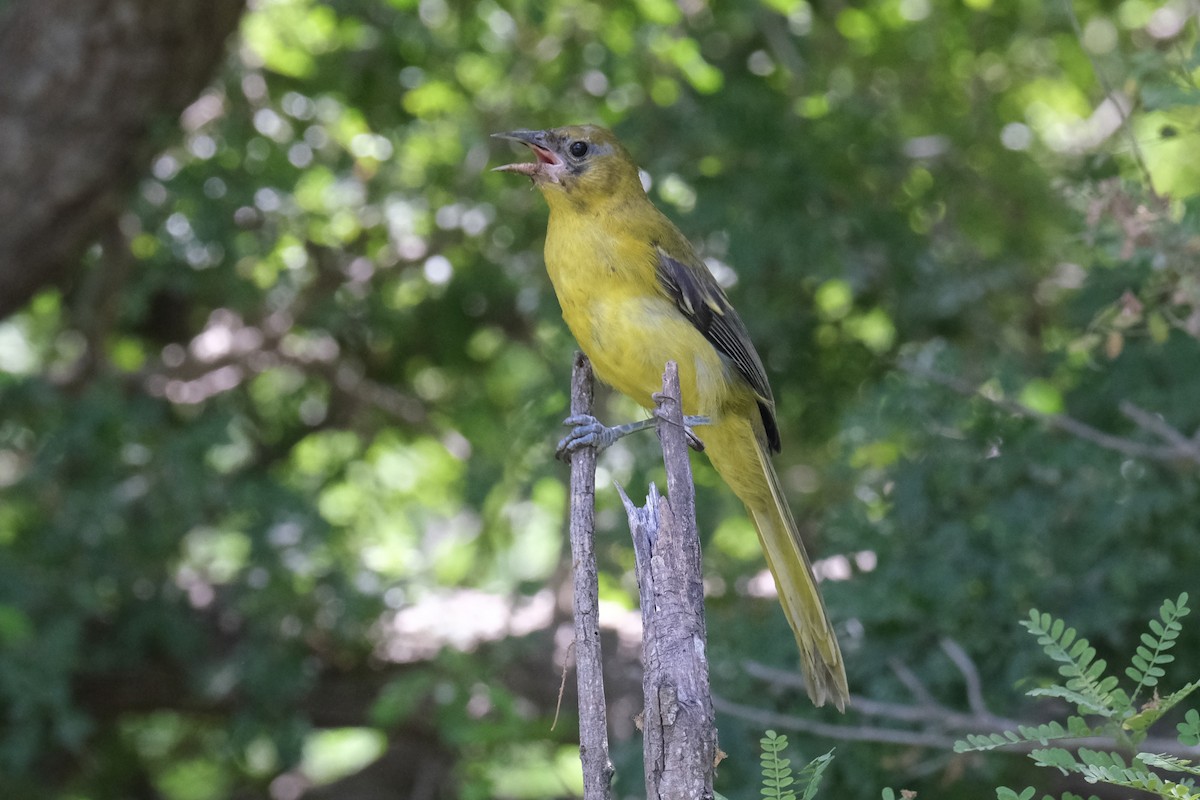 Audubon's Oriole - ML643185942