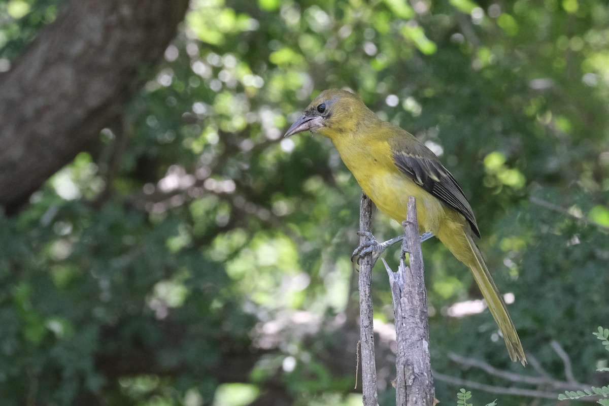 Audubon's Oriole - ML643185943