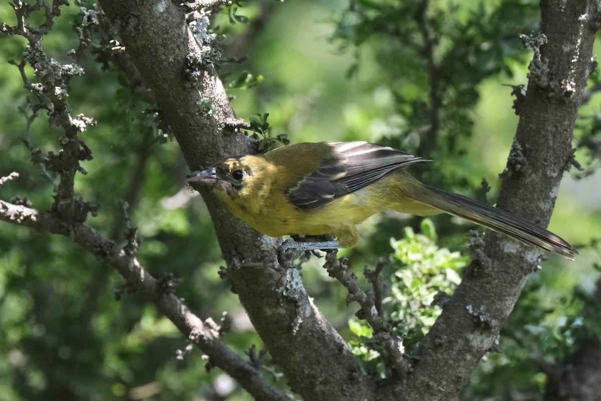 Audubon's Oriole - ML643185944