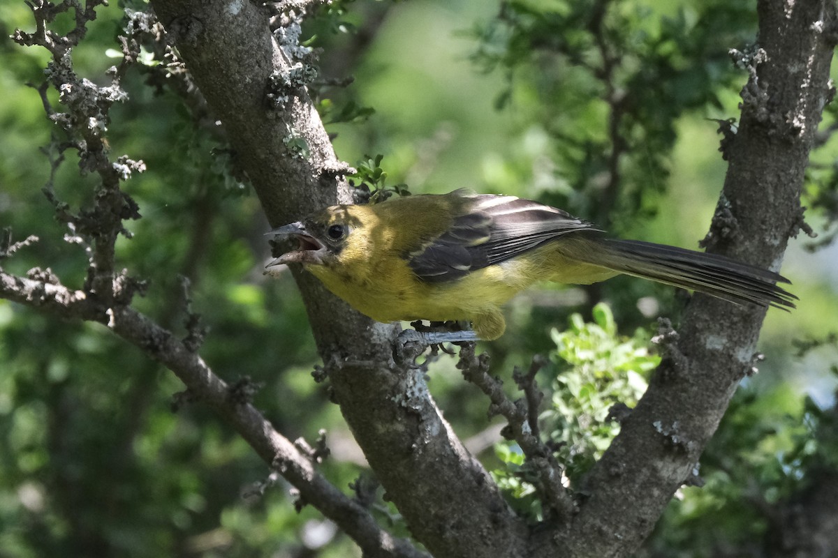 Audubon's Oriole - ML643185945