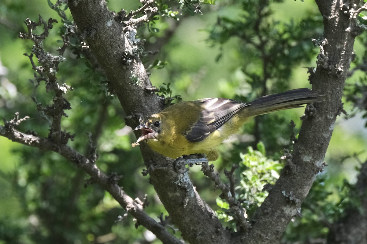 Audubon's Oriole - ML643185946