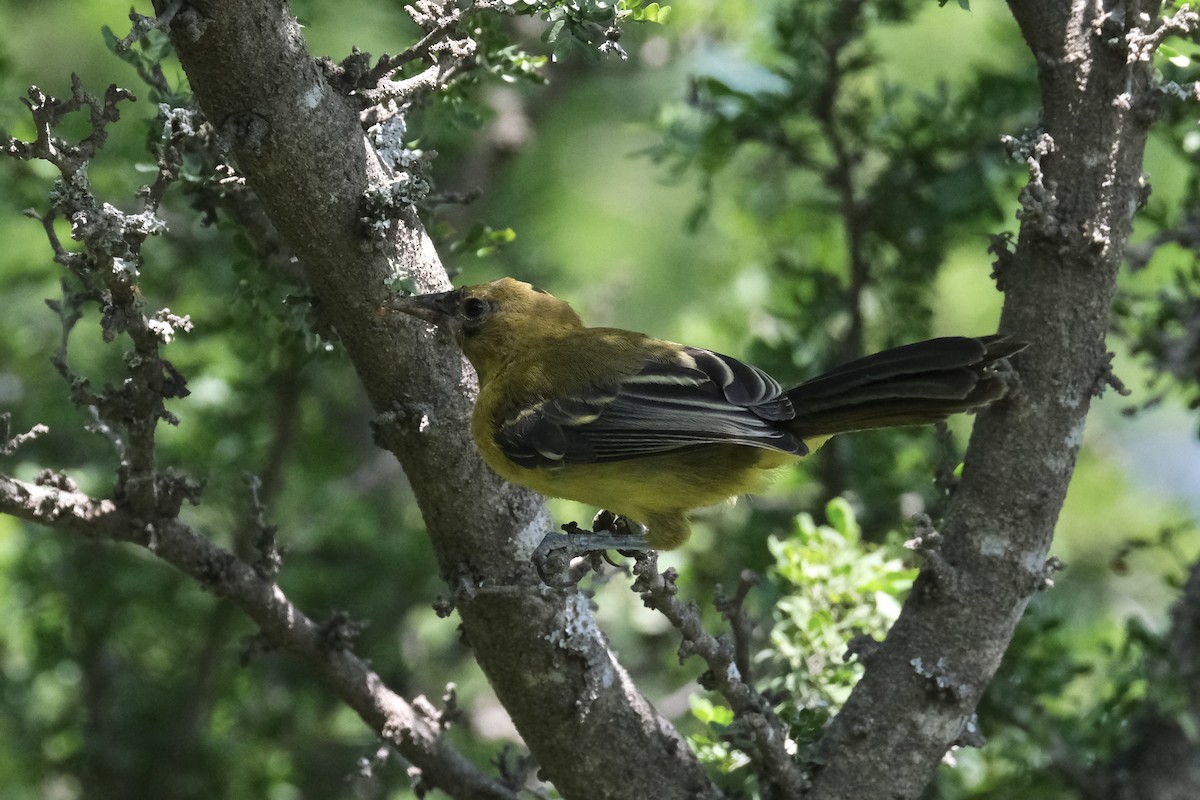 Audubon's Oriole - ML643185948