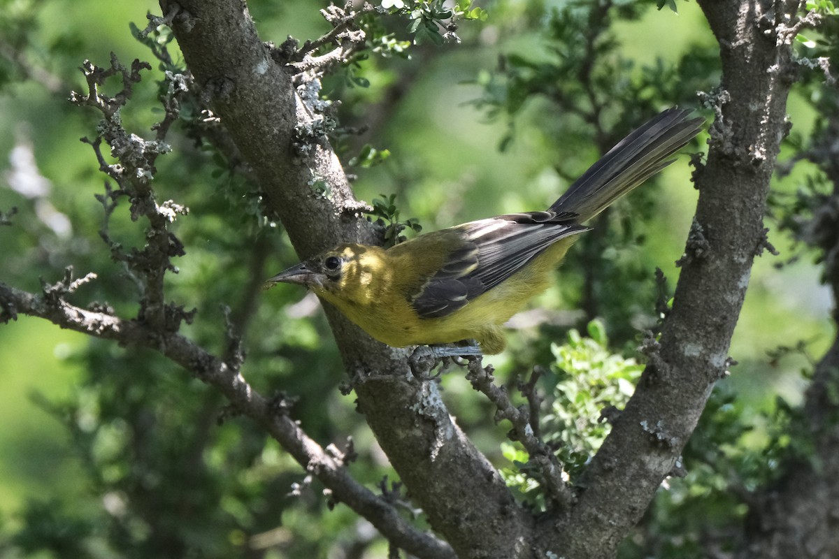 Audubon's Oriole - ML643185949