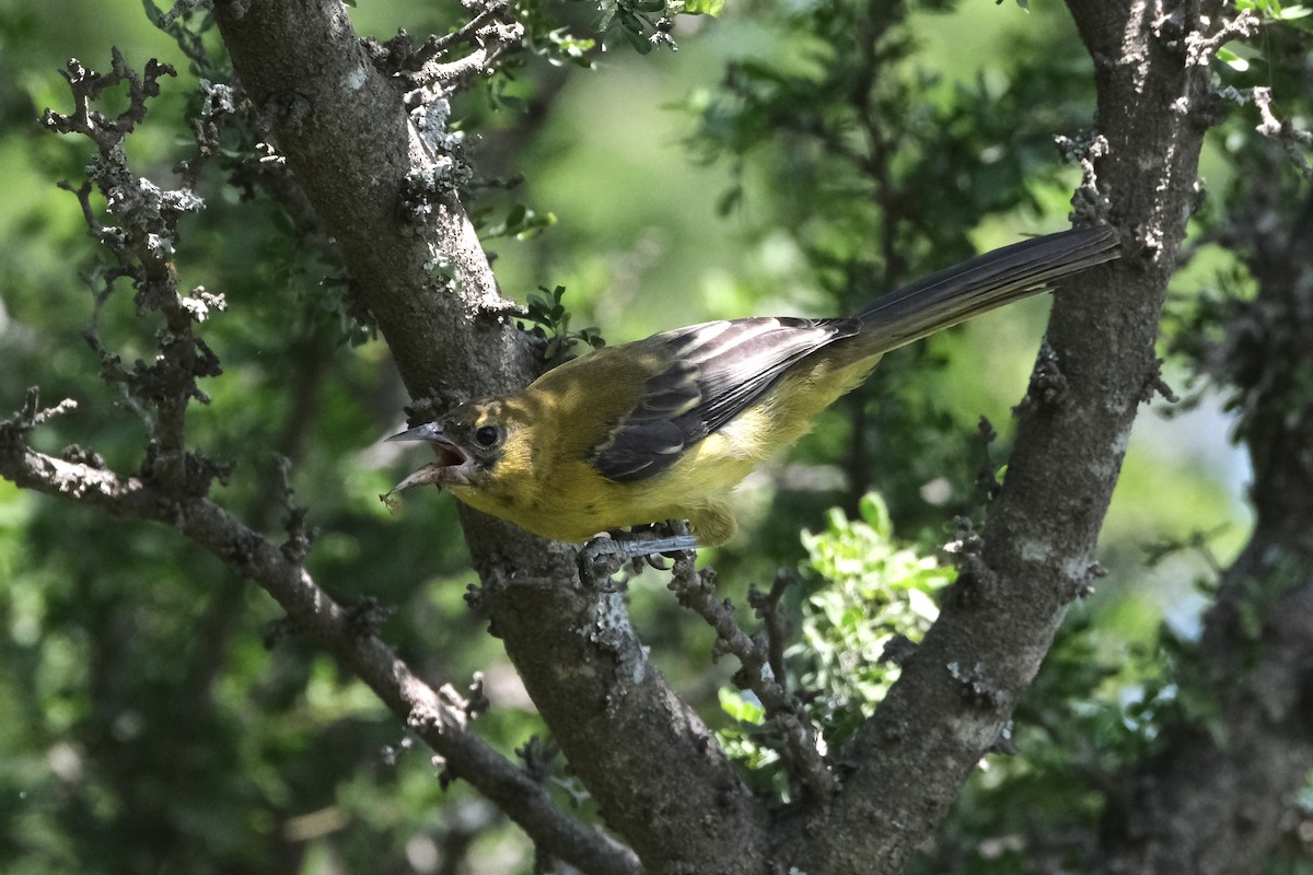 Audubon's Oriole - ML643185950