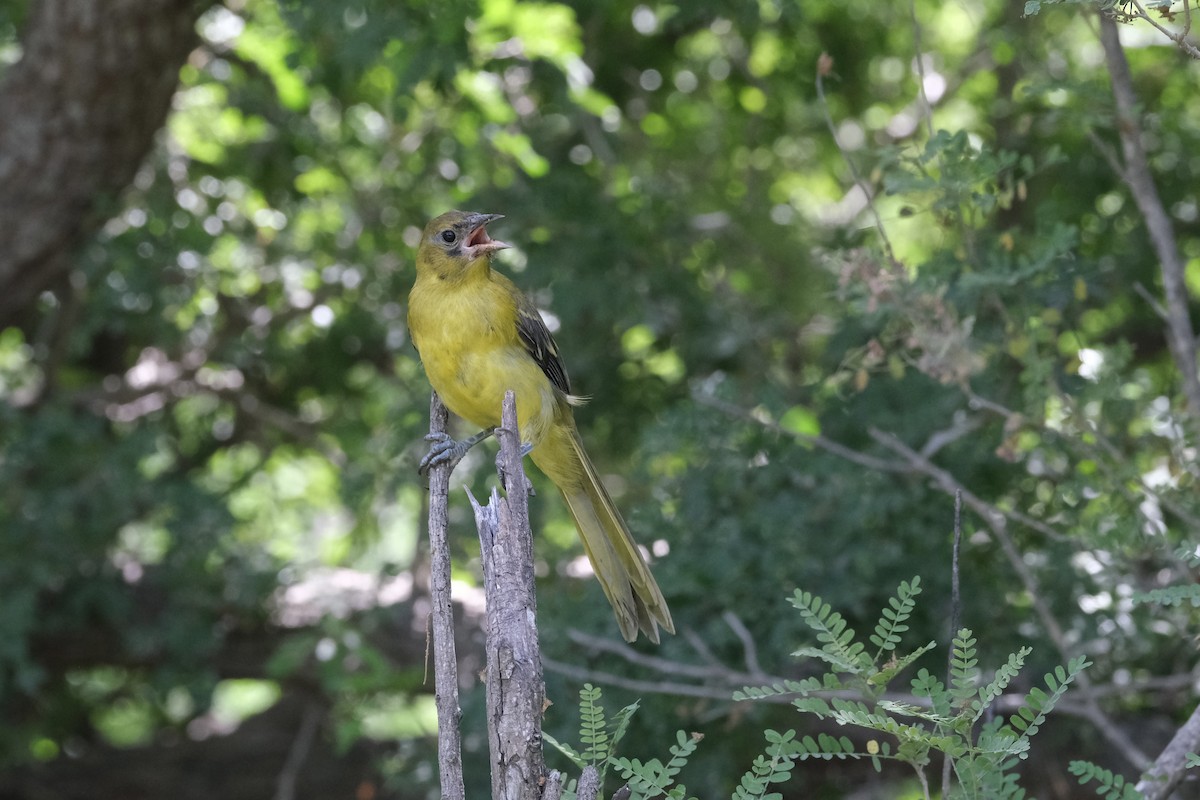 Audubon's Oriole - ML643185951