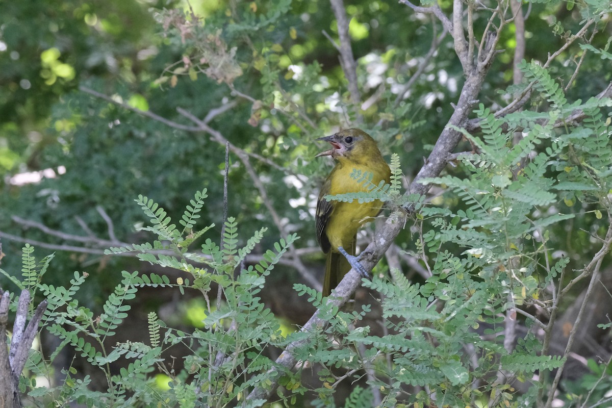 Audubon's Oriole - ML643185952