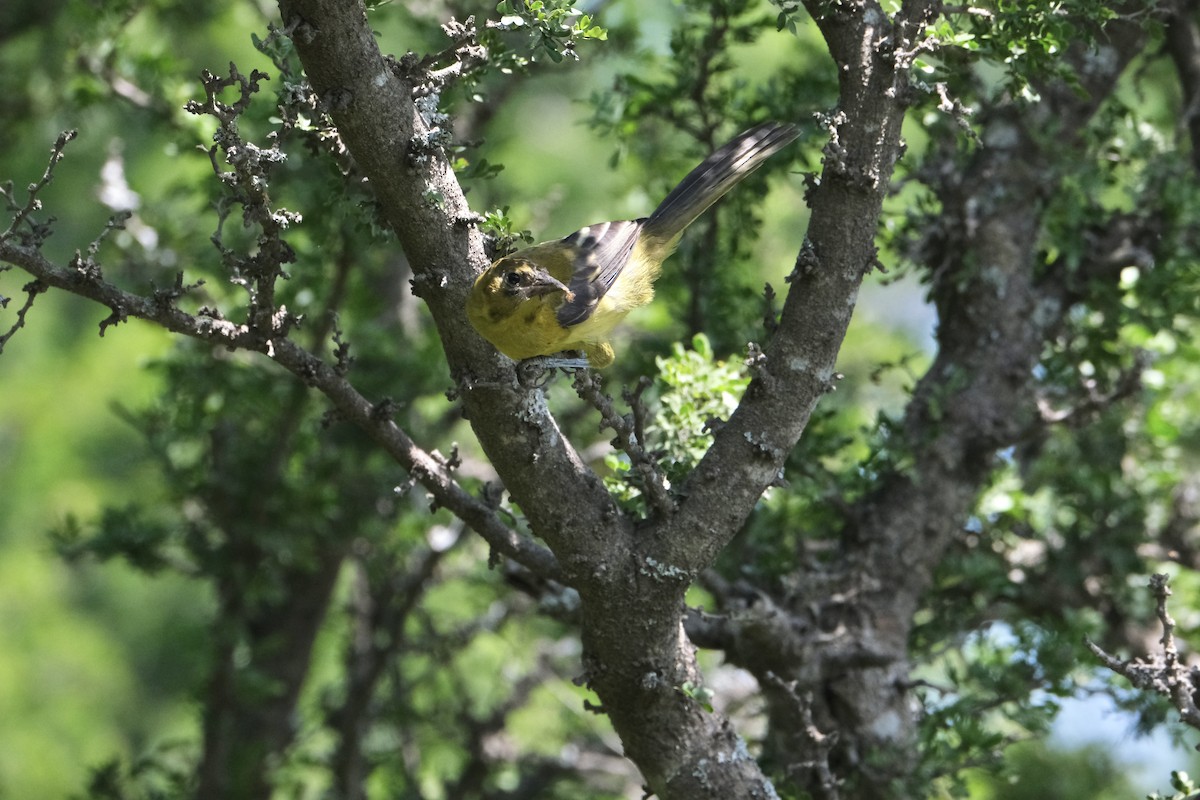 Audubon's Oriole - ML643185953