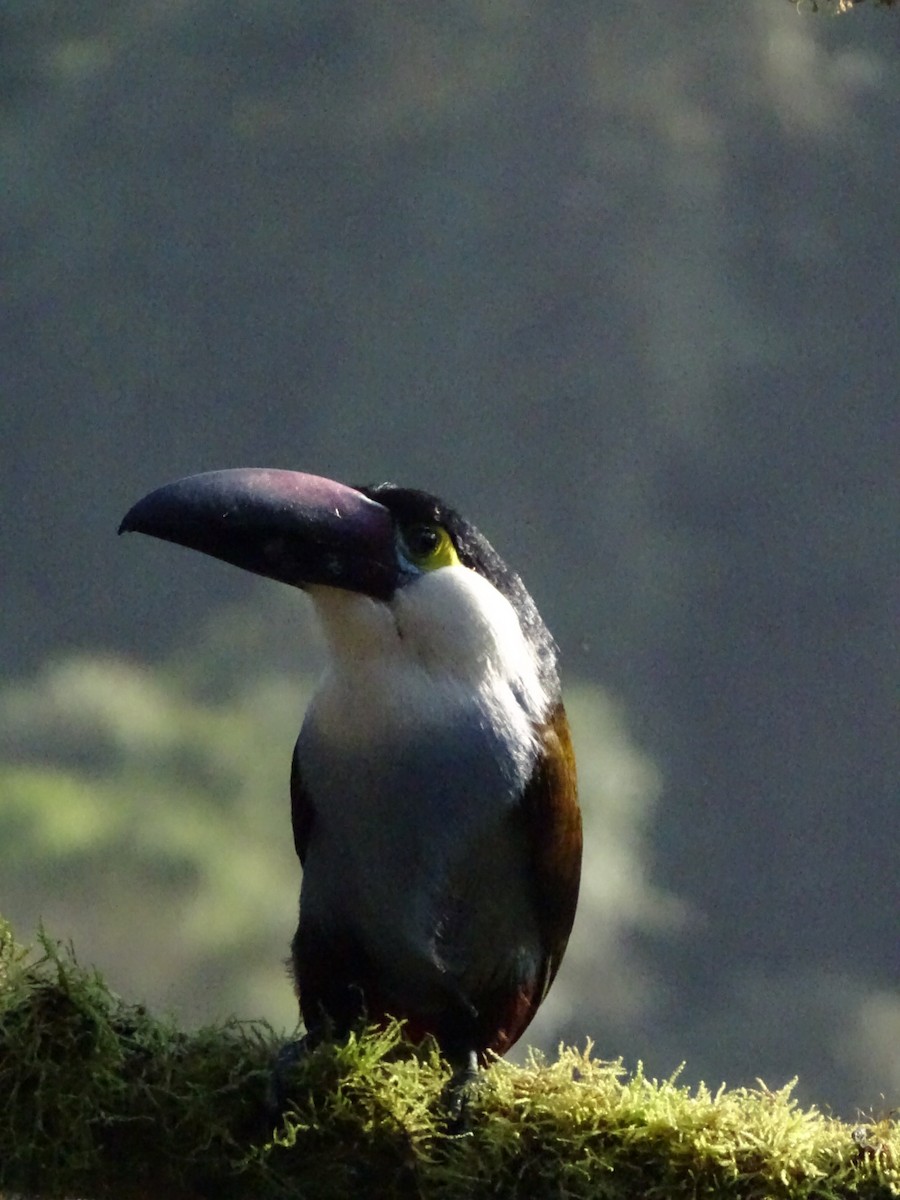 Black-billed Mountain-Toucan - ML643185971