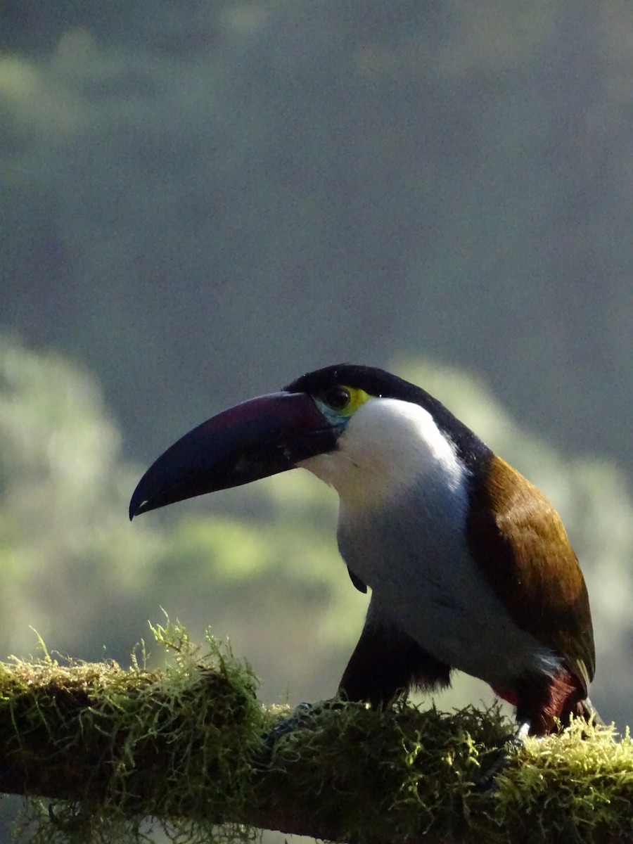 Black-billed Mountain-Toucan - ML643185972
