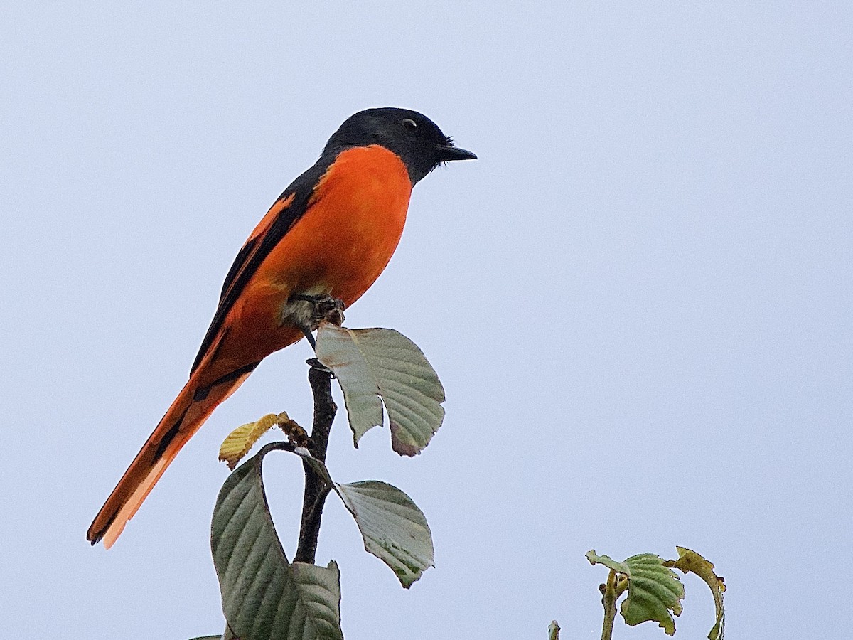Gray-chinned Minivet - ML643185977