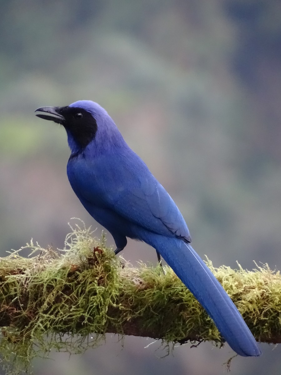 Black-collared Jay - ML643185989