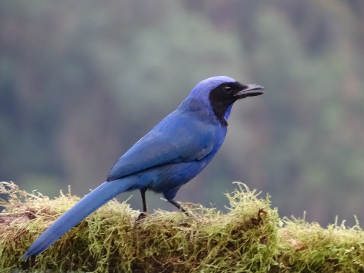 Black-collared Jay - ML643185990