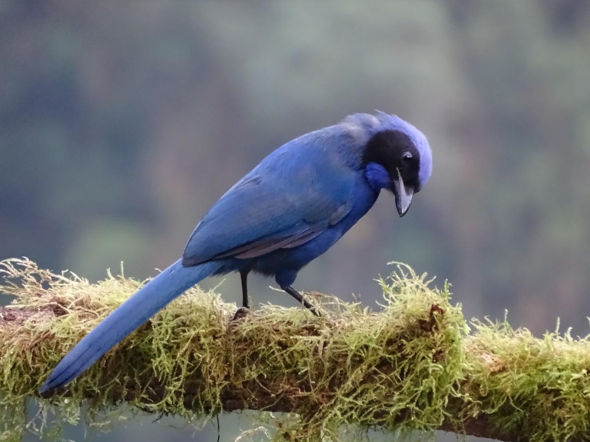 Black-collared Jay - ML643185991